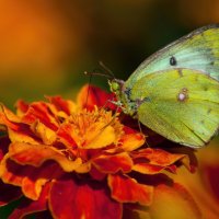 * * * :: Уже не важно ... * * * :: Уже не важно ...