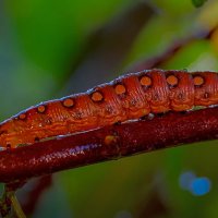 Гусеница подмаренникового бражника :: Aleksey Afonin