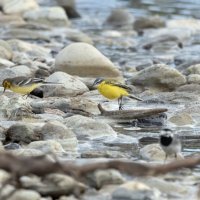 желтая трясогузка :: юрий макаров