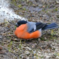 Снегирь :: Константин Анисимов