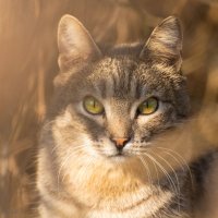 Спрятался... :: Андрей Андрианов