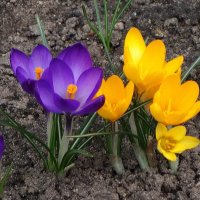 Крокусы :: Рита Симонова