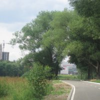 Дорога в парк :: Елена Семигина