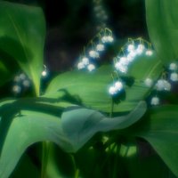 Ландыши :: Владимир Гришин