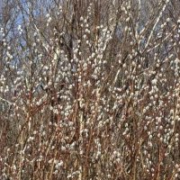 Ива :: Ольга Савельева Ива :: Ольга Савельева