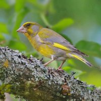 лесные встречи... :: Andrey Bragin 