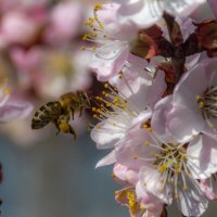 Абрикосовый нектар :: Наталья Димова