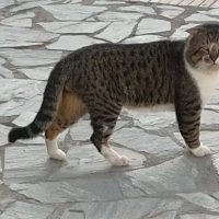 Обходит владения свои :-) :: Ирэн 