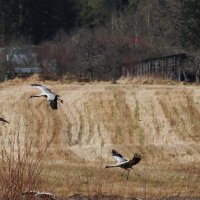 прилетели журавли и лебедь-кликун :: ИННА ПОРОХОВА