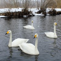 Белоснежные кликуны среди белых снегов Алтая :: Татьяна Лютаева
