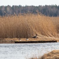 Начался подлёт птицы. :: Геннадий Порохов