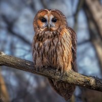 Совентий :: Александр К.