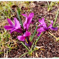 Первые в марте :: VasiLina *