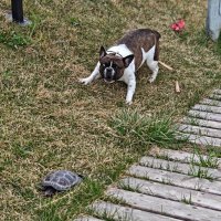 Черепаха страшный зверь :: Александр Гапоненко