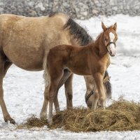 *** :: Елена Черненко