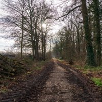 Время обрезки... :: Николай Гирш Время обрезки... :: Николай Гирш