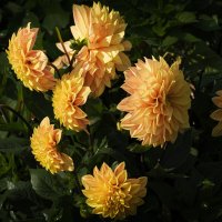 *** :: Александр 