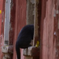 .....нагулялся)))) :: Savayr