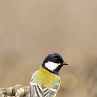 *** :: Валерий Черняк