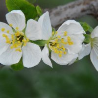 *** :: Надежда Куркина 