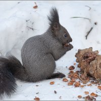 ОБЕД ... :: Владимир Железнов ОБЕД ... :: Владимир Железнов