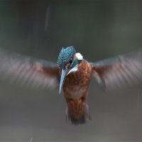 Зимородок :: Yudong Liu