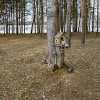 Закусочная для пернатых. :: Михаил "Skipper"