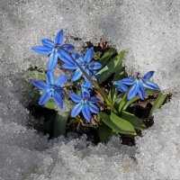 пролески :: Михаил Бибичков