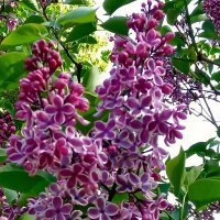 Весна :: Роман Савоцкий