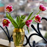 Окаймлённые :: Леонид 