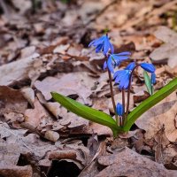 Пробуждение ... :: Ravile 