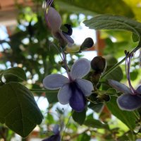 Цветочки-бабочки! :: Люба Цветочки-бабочки! :: Люба