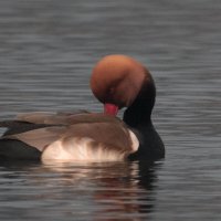 Красноносый нырок :: Yudong Liu