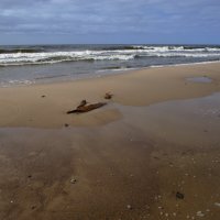 *** :: Константин Белоногов