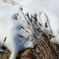 Весенний букет :: Сергей Курников