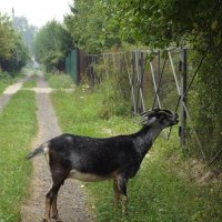 Козлик :: Freddy 97