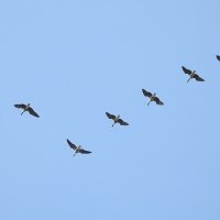 весна :: ИННА ПОРОХОВА