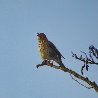 весна :: ИННА ПОРОХОВА весна :: ИННА ПОРОХОВА