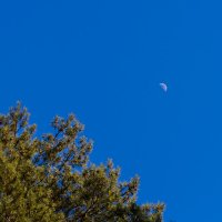 Макушка сосны и луна :: Александр Синдерёв