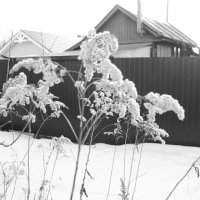 Мечты о ч/б Лейке 76. :: Михаил Елочкин