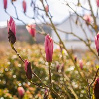 Магнолия зацветает. :: Lucy Schneider 