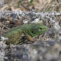 Ящерка :: Анатолий Момотов