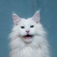 Мейн-кун :: Ольга Зинченко