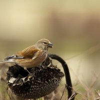 Коноплянка :: Валерий Черняк
