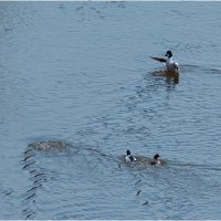 Тренер по нырянию :: Валентин Котляров