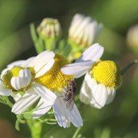 Муха на ромашке. :: Оля Богданович