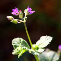 Просто цветик. :: Оля Богданович