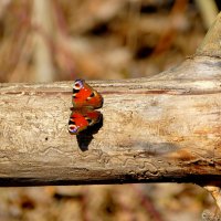 из снятого сегодня 3 :: Александр Прокудин