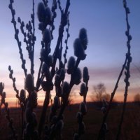 Ива :: Сапсан 