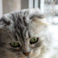 Кошечка Даша :: Анастасия Белякова